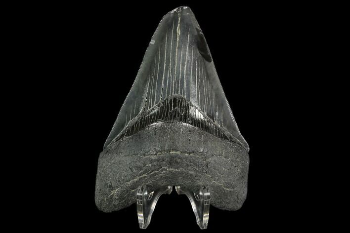 Serrated, Fossil Megalodon Tooth - South Carolina #129438